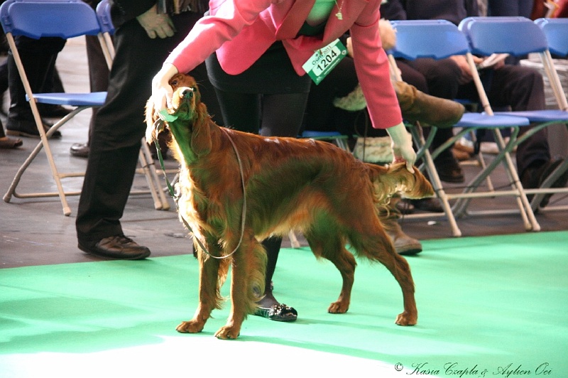 Crufts2011 056.jpg